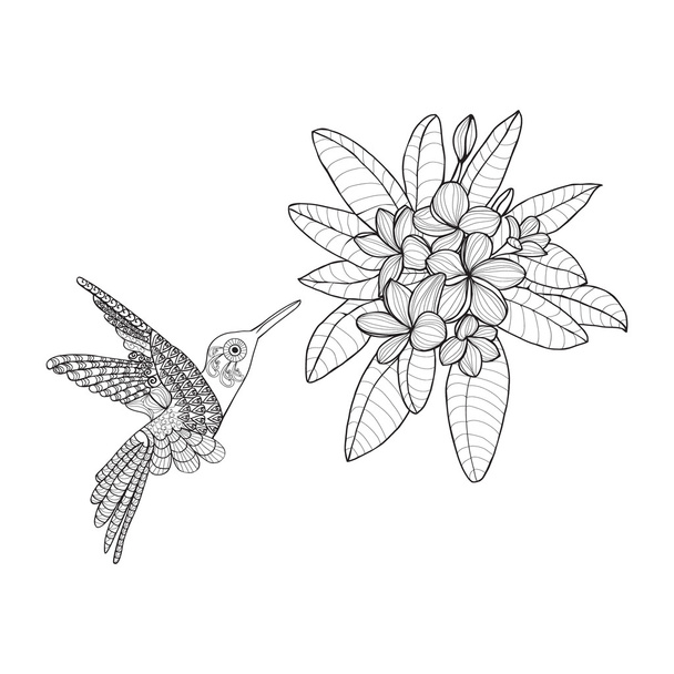 Hummingbird and Bouquet with Plumeria or Frangipani flower  - Вектор,изображение