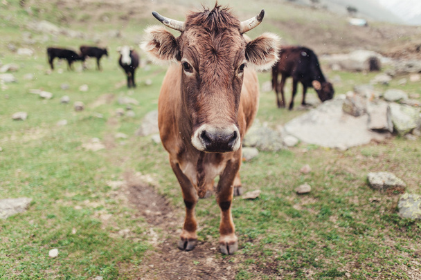 Una manada de vacas pastando en el prado alpino arreglado con hierba exuberante y piedras. El concepto de ganadería natural
 - Foto, imagen