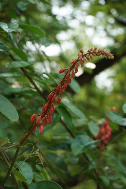 Bauhinia strychnifolia квітка
 - Фото, зображення