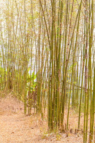 Bamboo forest, natural background - Photo, Image