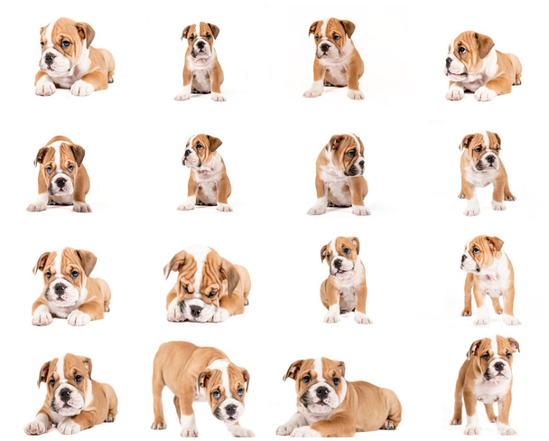 English bulldog puppy collage - Foto, Bild