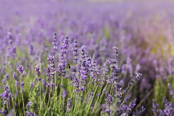 Lavender field in the summer time - Photo, Image