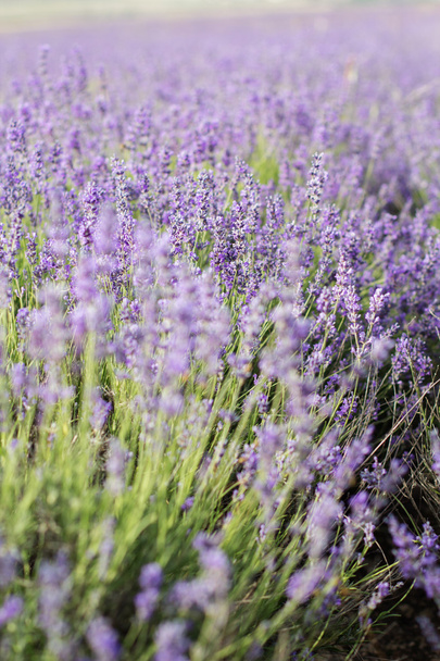 Purple lavender field in the sunset time - Fotó, kép