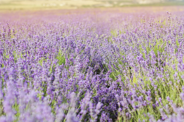 Purple lavender field in the sunset time - Foto, immagini