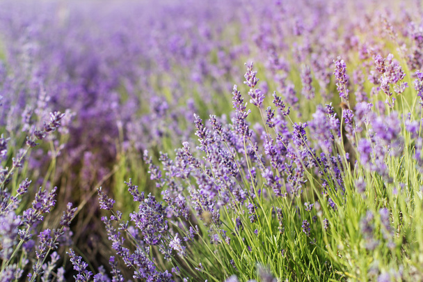 Closeup picture purple lavender field - Fotó, kép