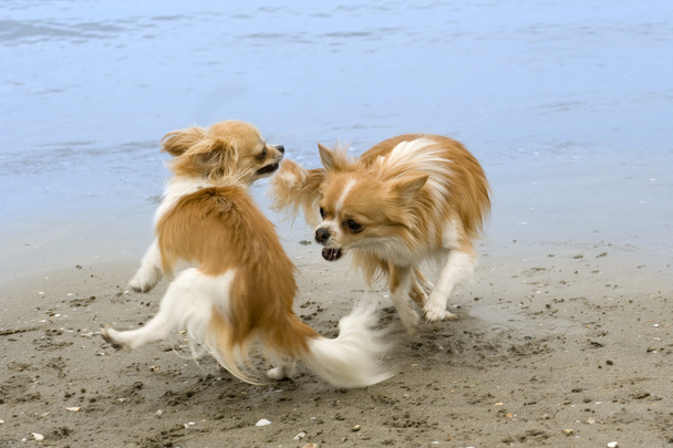 Chihuahuas na praia
 - Foto, Imagem