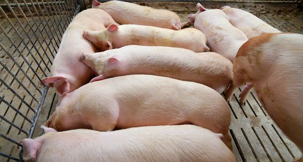 porcs gras et fatigués endormis dans une exploitation porcine
 - Photo, image