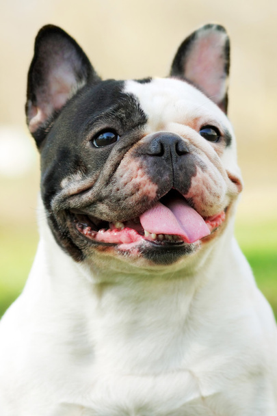 happy dog of breed French bulldog black and white in color - Fotoğraf, Görsel