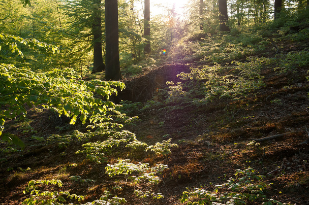 Gyönyörű zöld lombhullató erdő - Fotó, kép