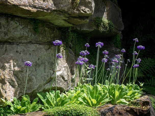Fiori Scabious che crescono nel giardino al castello di Hever
 - Foto, immagini
