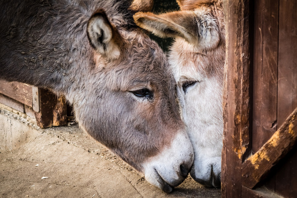 Donkey in love - Photo, image