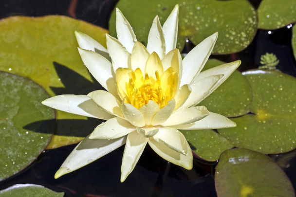 su üzerinde yüzen beyaz lotus - Fotoğraf, Görsel
