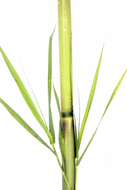 verse groene bamboe met dauw druppels geïsoleerd op wit - Foto, afbeelding
