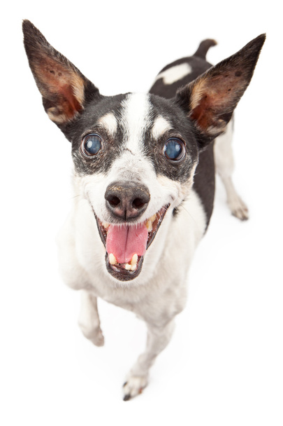 Rat terrier köpek mutlu yüz - Fotoğraf, Görsel