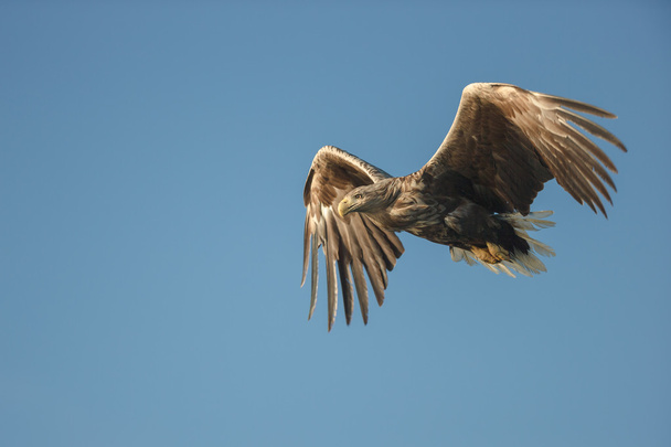 Αετός με λευκή ουρά κατά την πτήση - Φωτογραφία, εικόνα