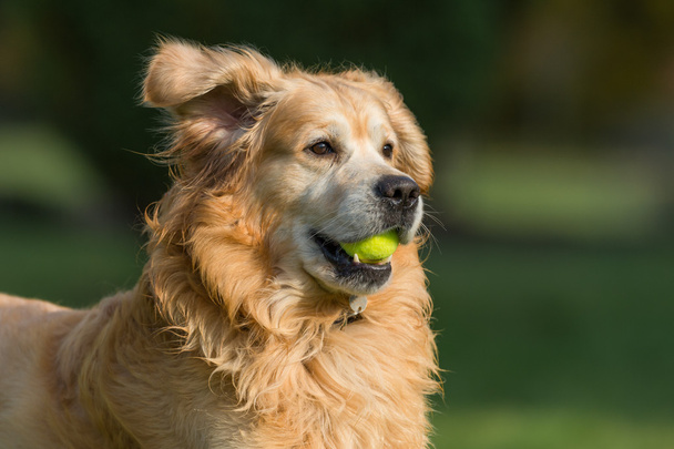 Golden Retriever Dog Playing - Φωτογραφία, εικόνα