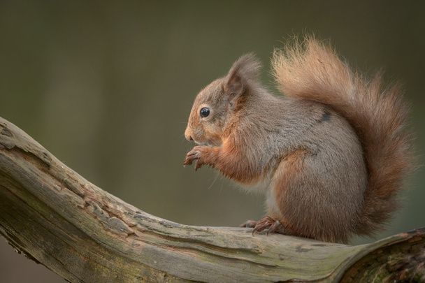 Écureuil roux en voie de disparition
 - Photo, image