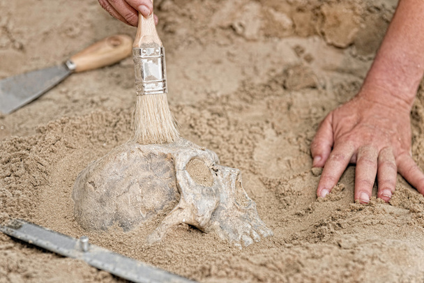  mãos de antropólogo com crânio humano
  - Foto, Imagem
