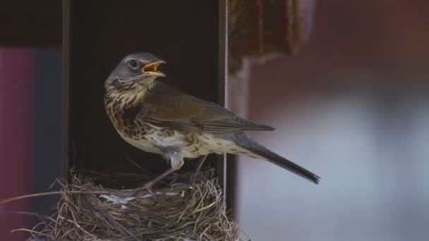Fieldfare femenino en el nido
 - Imágenes, Vídeo