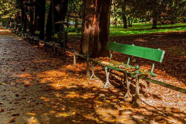 Bench in green park with path way - Photo, image