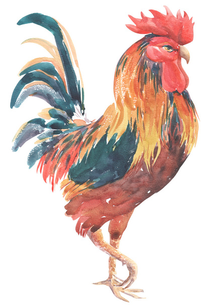 Watercolor Farm Bird Rooster Hand Painted Illustration isolated  - Photo, Image