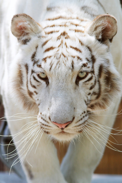 Белый бенгальский тигр. Panthera fabris bengalensis
 - Фото, изображение