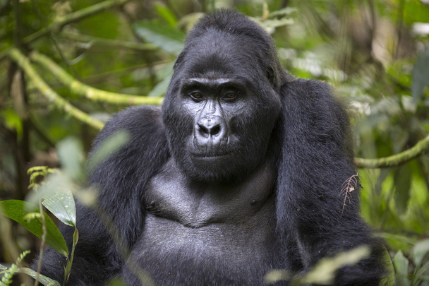 Retrato de gorila de montaña errante libre
 - Foto, Imagen