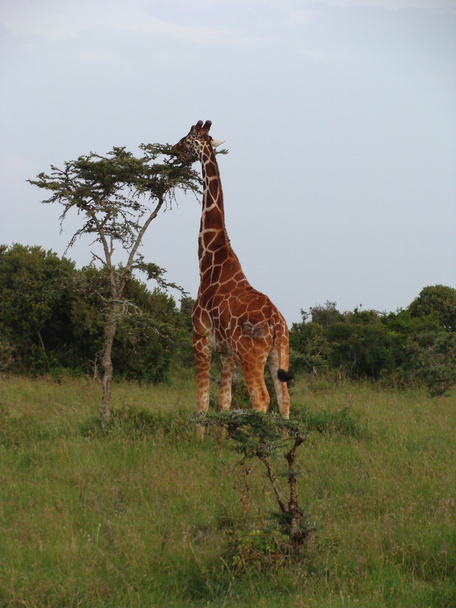 Somálský žirafa jíst - Fotografie, Obrázek