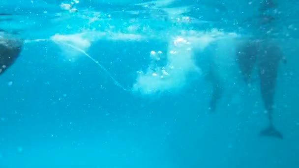 Mehrere Delfine schwimmen auf seinem Rücken liegend vor der Kamera. - Filmmaterial, Video