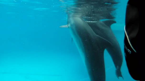 Nieuwsgierig dolfijnen kijken van de camera. - Video