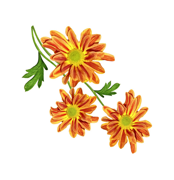 Autunno bellissimi fiori di crisantemo colorati isolati su cui
 - Foto, immagini