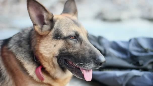 német juhász kutya kis klipsz-val másik nézetre, és Nézd, egyfajta montázs - Felvétel, videó