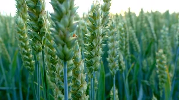 wheat field at dawn - Footage, Video