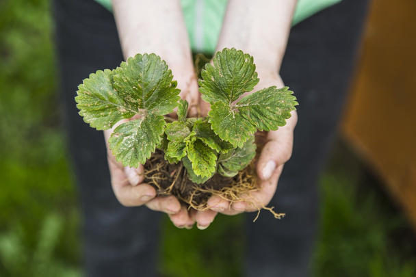 Woman hands holding young plant - Photo, Image