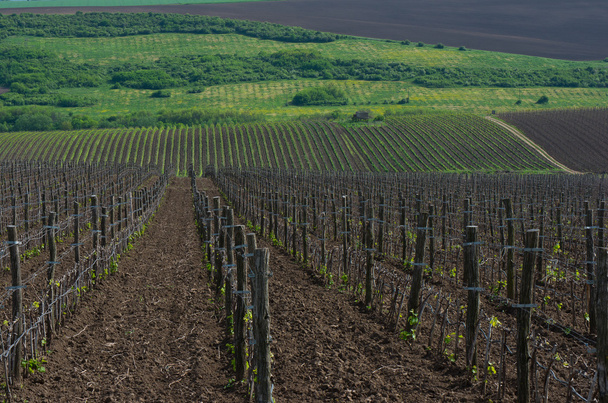 Vineyards with young vines. - Photo, Image