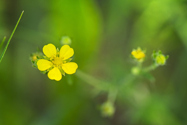 Yellow Potentilla flower - Photo, Image