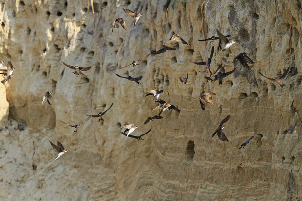 kolonie ptáků v pískové jámě - Fotografie, Obrázek