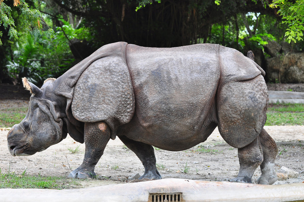 Prachtige Indiase Rhino - Foto, afbeelding