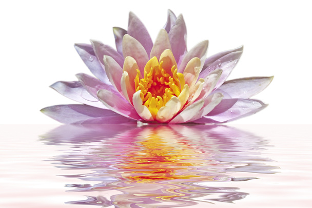 Pink lotus flower - Фото, зображення
