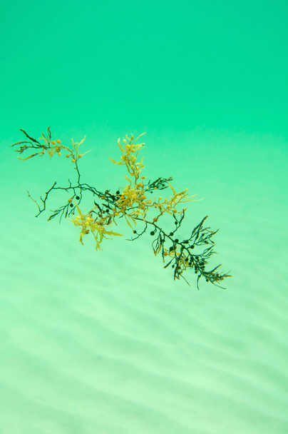 Hermosas algas a la deriva
 - Foto, imagen