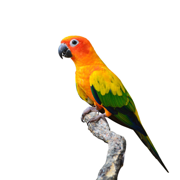 НД папуга птах
 - Фото, зображення