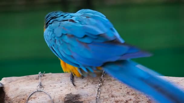 kolor siedzeń papugi na gałęzi - Materiał filmowy, wideo