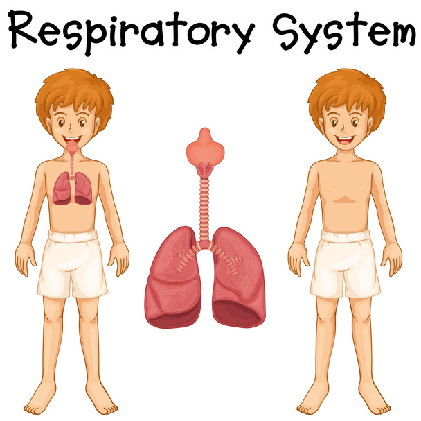 Respiratory system in boy - Vector, Image