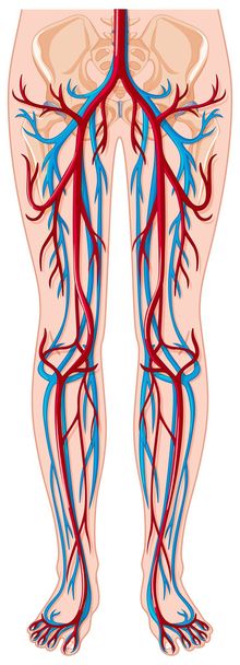 Vasos sanguíneos no corpo humano
 - Vetor, Imagem