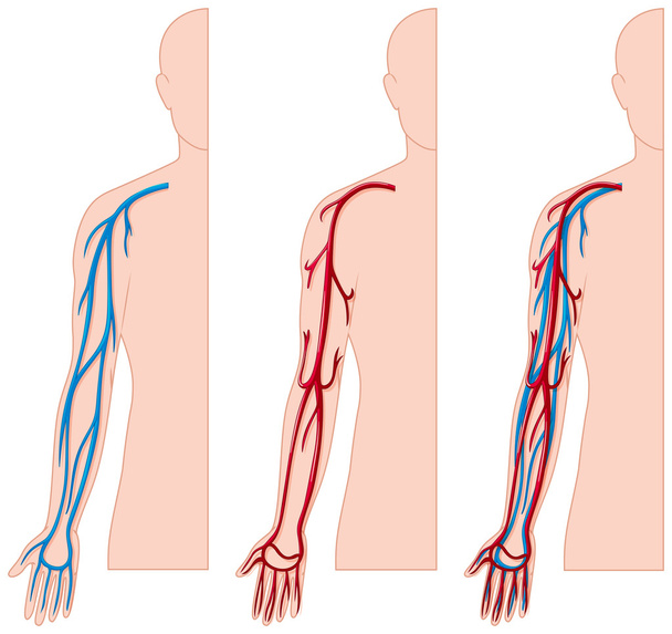 人間の手の血管 - ベクター画像