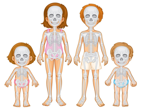 人間の骨格系 - ベクター画像