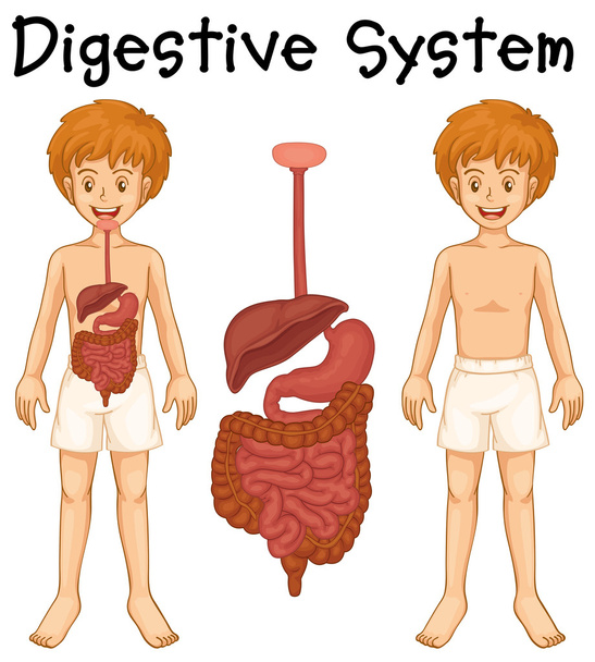 El sistema digestivo en el niño humano
 - Vector, imagen