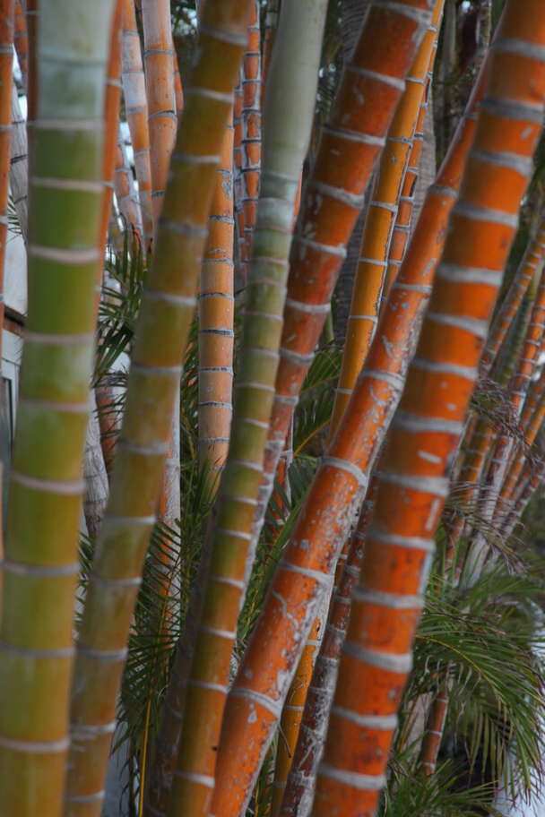 árboles de bambú con follaje
 - Foto, Imagen
