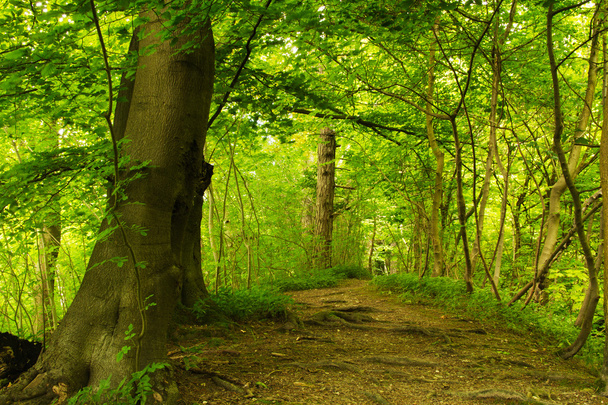 Zobrazit prostřednictvím anglicky lesy v létě - Fotografie, Obrázek