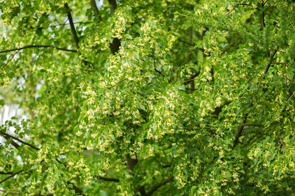 Ihlamur ağacı (Tilia cordata çiçek açan dalları) - Fotoğraf, Görsel